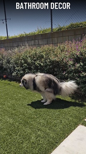 30K views · 4.8K reactions | Adding a little razzle dazzle to the bathroom! 奈✨️ . . . . #dogbathroomart #dogbathroomdecor #bathroomdecor#dogart #masterpiece #doglover #dogmom #dogmomlife doglife #instadog #doglovers #dogsofinsta #dogphotography #huskiesofig #huskiesofinsta | Kiska and Koda | Facebook