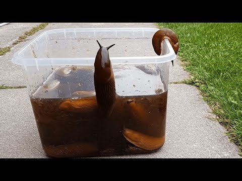 Slugs will DISAPPEAR overnight. The only slug trap you’ll ever need