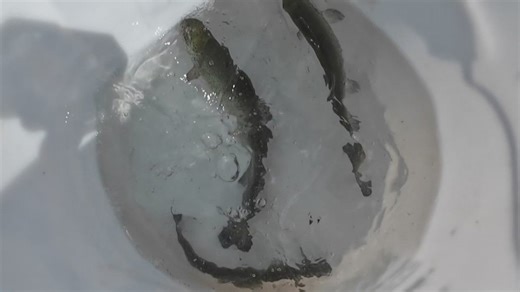 Fresh 'steel' returns to downtown Cleveland with stocking of steelhead trout