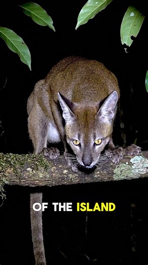 Madagascar’s Most Fearless Predator The Fossa