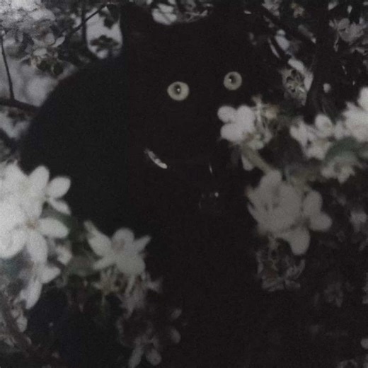 YOAI FOR LIFE#ASMR #long #slime #rant #viral #dazai #cat #fyp #fypシ゚viral #relateable #black