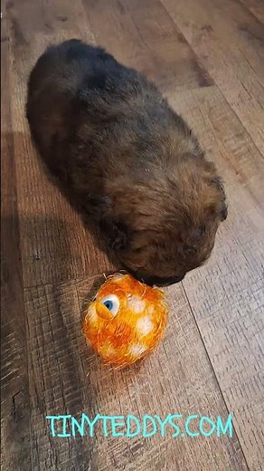 Max Moments! Toy Time with the Happiest Little 5 Week old Puppy Playing with His Ball & Octopus!