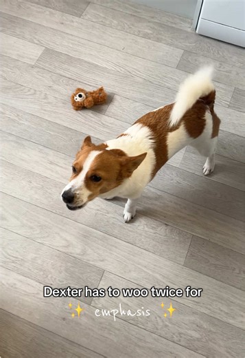 The Sassy Sound of Dexter's Second Woo
