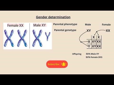 Gender determination for AQA GCSE Biology and Combined science