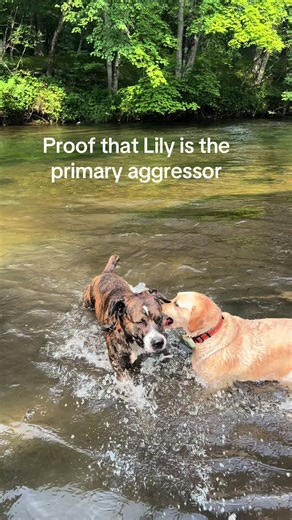 #labrador #staffy #dogsoftiktok