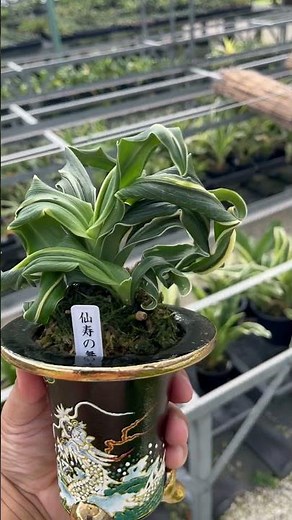 #仙寿の舞【万年青の変化】#万年青の豊明園 #万年青 #omoto #豊明園 #plants #万年青の育て方