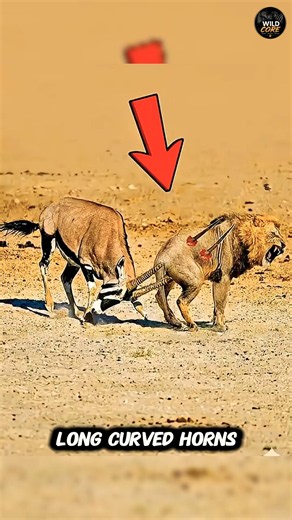 This Animal's Horns Are Deadlier Than a Lion's Claws! 😨