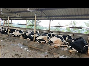 5000 Litres A Day Without Grid Power. I VisitedThe Biggest and Smartest Dairy Farm in Kenya.