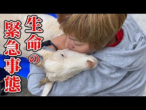 レッドの命が危ない：７６３