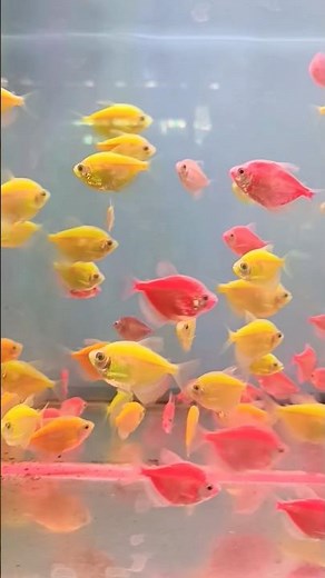 Red and yellow tetra fishes in an aquarium