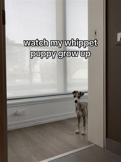 Whippet Puppy Growth Journey 🐶