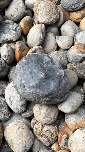 *Use code FOSSIL20 for 20% off your entire order! Free Worldwide shipping on all orders over £150 GBP* Here’s an outstanding example of an Ammonite fossil 🔬 For ammonite rocks to crack open yourself , please visit our official online store yorkshirefossils.NET (link in bio) or message directly on Instagram @yorkshire.fossils 🦕 For more videos, check our YouTube / TikTok! 🏝 Thanks for supporting our page! 🐊 #natural #nature #fossil #fossils #ancient animals art ammonite ammonites dinosaur sci