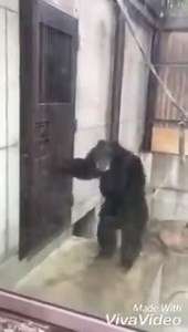 Обезьяна стучит в дверь