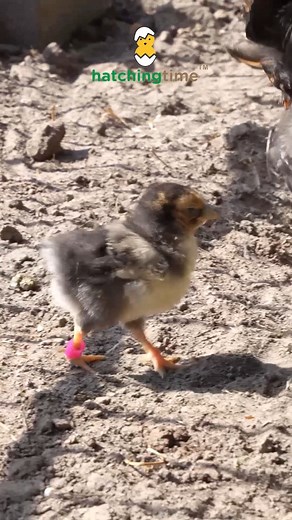Take a look at our poultry leg bands collection! - The leg rings are easy to use and an essential addition to your bird care tools. 👉 https://hatchingtime.com/collections/poultry-leg-bands | Hatching Time