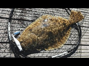 Pier Fluke Jigging 101 - Heartbreak + Limit Grind - Flounder Fishing 2025!