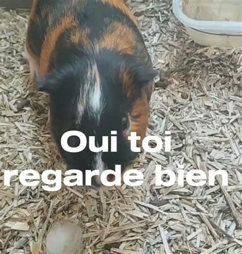 🐹 Mon cochon d'Inde veut des abonnés... et vite !