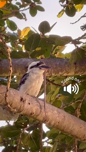 It’s hard to laugh when your mouth is full 🐍 😂 Looks like Collared Whipsnake is on today’s menu for this Laughing Kookaburra #kookaburra #magneticisland #mouthful | Destination Adventure