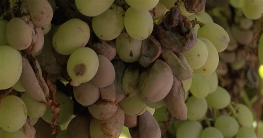 "It's gut-wrenching": Central Valley table grape growers see massive loss following Hilary