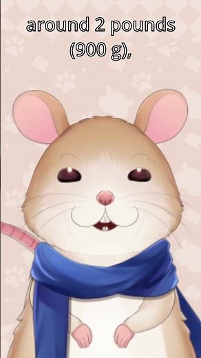 Giant Rats - Rat Facts From a Rat #30