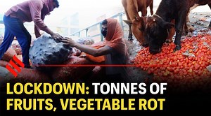 106K views · 468 reactions | Coronavirus lockdown has choked the flow of Delhi's Azadpur Mandi, one of the world's biggest market of fruits and vegetables. Tonnes of fresh produce is rotting due to lack of demand, which has to be dumped ultimately. The reduced demand comes even as consumers hustle up to stock essentials. Follow live updates: https://indianexpress.com/article/coronavirus/coronavirus-live-updates-india-lockdown-nizamuddin-markaz-global-6341450/ | Indian Express | Facebook