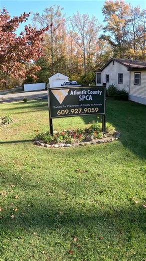 ✨ Giving Back to Those Who Give So Much! ✨ At Shane’s Softwashing, we believe in supporting the amazing people (and pets!) that make our community special 🐾 This week, we were proud to give the Atlantic County SPCA a free softwash service — on us! 💦 Their dedication to rescuing, caring for, and rehoming animals inspires us every day, and it was our honor to help keep their facility looking its best. Because when our community shines, we all shine! ☀️📍 Serving Atlantic County & Beyond📞 Call o