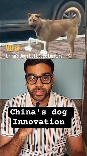 Why Do Some Dogs in China Wear a Stick Around Their Neck? The Surprising Reason! 🐕😲