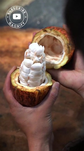 Gaon ki Desi Chocolate | Making Chocolate From Scratch