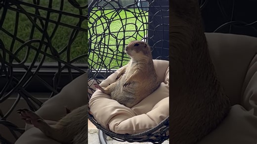 Poppy the Prairie Dog is the Ultimate Vibe
