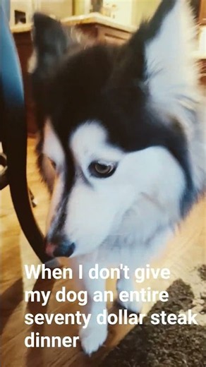 #memes #funny #husky #lifeisbutadream #huskylife #ihavethisthingwithplants #lol #puppy