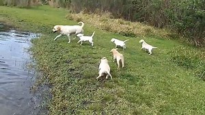 316K views · 373 reactions | Watch as a labrador dog teaches his adorable puppies how to swim! | Rumble | Facebook