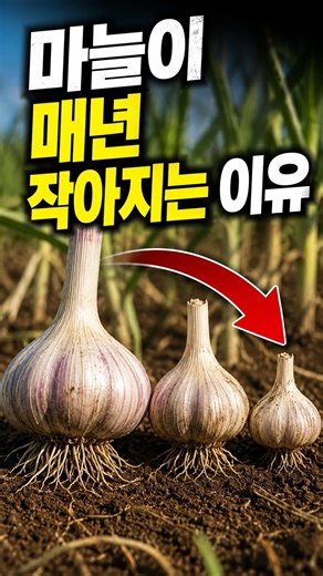 The Real Reason Garlic Yields Decrease Every Year