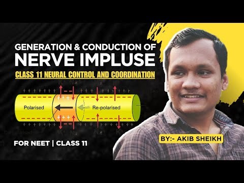 Generation & Conduction of Nerve Impulse | Action Potential Made Easy | NEET 2026 | Class 11 Biology