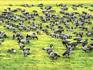 Silly Wizard - Miss Catherine Bronsan