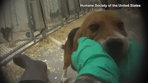 Undercover footage shows test animals in apparent pain and discomfort
