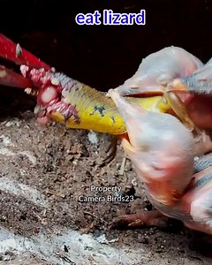 Baby kingfisher eat lizard #birds #kingfisher #nationalgeopark #wildbird #wildlife #birdlovers #beautifulbird #birdwatching #lizard #nature #animals | Camera Birds23