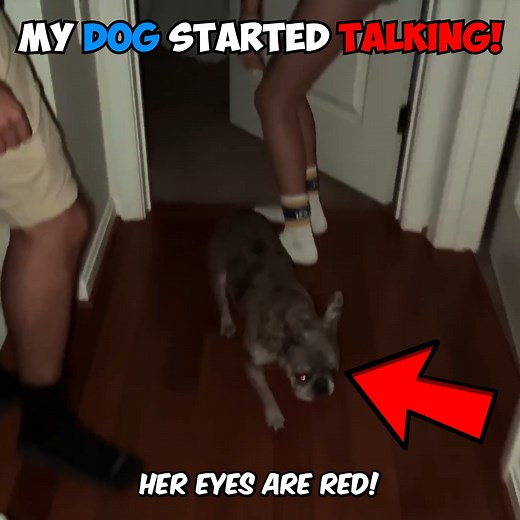 703K views · 11K reactions | My Dog Started Talking?! 勞 | Ivanita Lomeli | Facebook