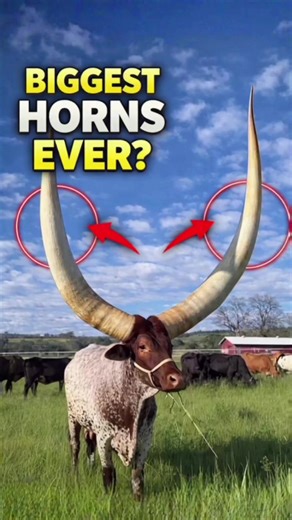 The World's Largest Horned Cow