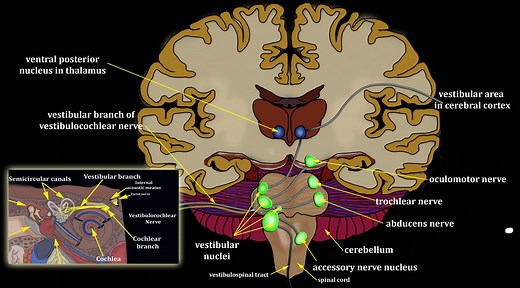 Central and Peripheral Vestibular Function