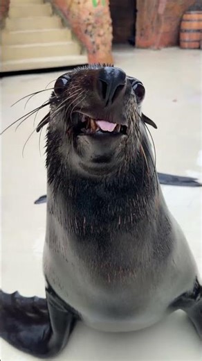 Simple & Tasty Conch Cooking: Different Methods Explained