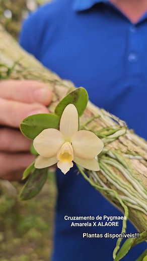 MAIS UM RESULTADO TOP!!! Cruzamento de Pygmaea Amarela X ALAORE. Plantas disponíveis!!! WHATSAPP (28) 99938 7113 #sicorana #sophronitispygmaea #sophronitisbrevipedunculata #híbridonatural # sophronitiscoccinea #orquideasenatureza #comprarorquideas #sophronitiswittigiana #especiedeorquidea #fiorellainspira #orquideasphalaenopsis #orquideasmaravilhosas #orquidário #orchids #flores #floricultura | Sansao Orquidea Cleber