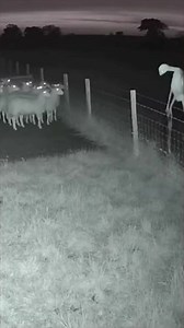 Barnyard horror caught on night vision—what is that thing? | Blameitonkway