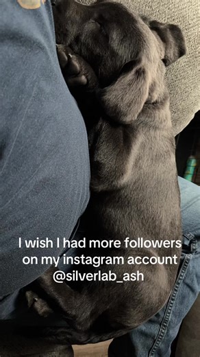 Follow me on instagram! @silverlab_ash #followme #instagram #silverlabsoftiktok #silverlabpuppy #puppy