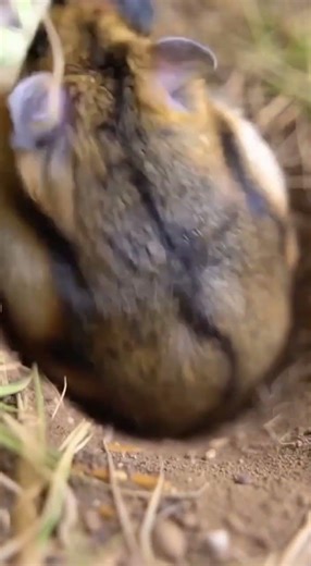 Tiny Camera on a Hamster Exploring a Secret Underground Colony! 🐹🔬 #shorts #spy