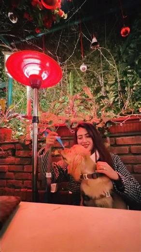 Date with my Cocker Spaniel #cockerspaniel #puppy #christmas #dogshorts #dogs #dog #spaniels #cute