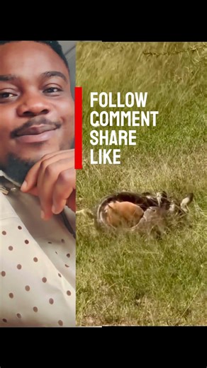 Python vs Deer🎥😂#wildlife #animals #viral #nature #trending #facts #python #deer