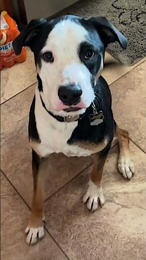 Meet Diesel! 🐕 A 2.5 y/o Labrador/Hound Mix in California who is looking for his new home! 🐾