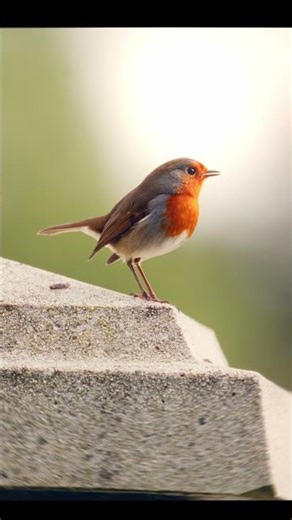The Visitor | A Robin in the Morning Light 🌿