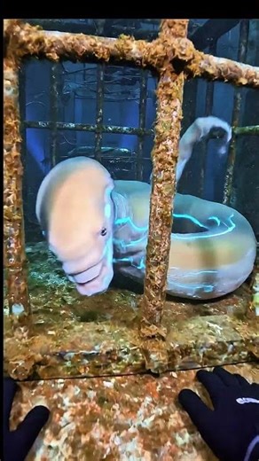 You found an actual alien locked in a secret underwater cage. 👽⛓️🌊