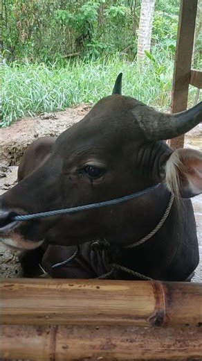 sapi Bali