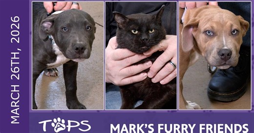 Mark’s Furry Friends:3/26/2026 | Blinx, Mac and Cheese | Mark's Furry Friends Season 3 Episode 73